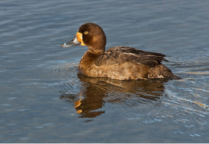 Best Waders for Duck Hunting and Fishing