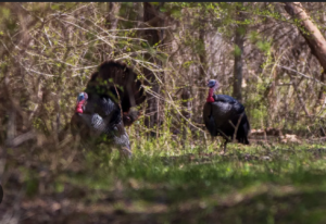 Best Budget Red Dot for Turkey Hunting