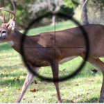 Best AR 15 Deer Hunting Scopes