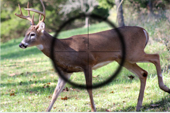 Best AR 15 Deer Hunting Scopes