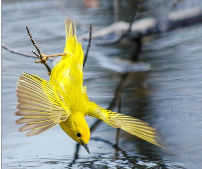 Best Monoculars for Bird Watching