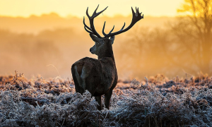 Best Slug Gun Scope for Deer Hunting