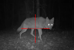 Best Thermal Rifle Scope for Coyote Hunting