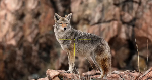 Best Night Vision Scope for Coyote Hunting