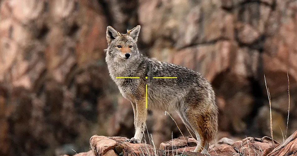 Best Night Vision Scope for Coyote Hunting