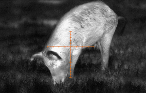 Best Scope for Hog Hunting